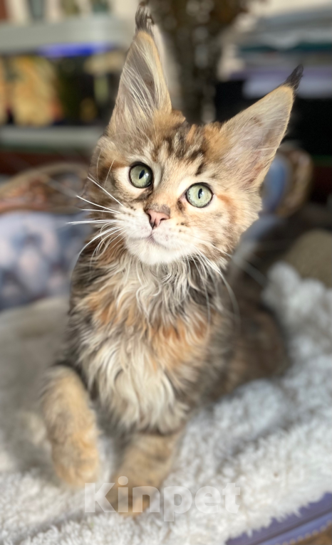 Кошки в Чайковском: Предлагаются к резерву котята породы  Мейн-кун Девочка, 45 000 руб. - фото 2