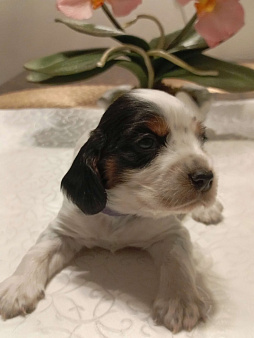 Русский охотничий спаниель мальчик