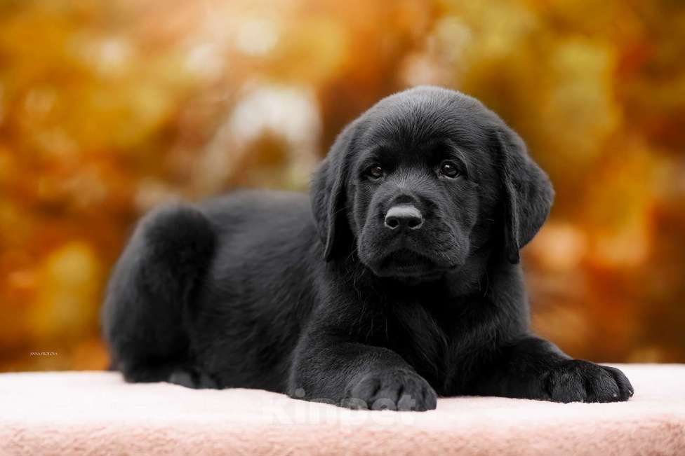 Собаки в Ярославле: Щенок лабрадор,мальчик  Мальчик, 80 000 руб. - фото 4