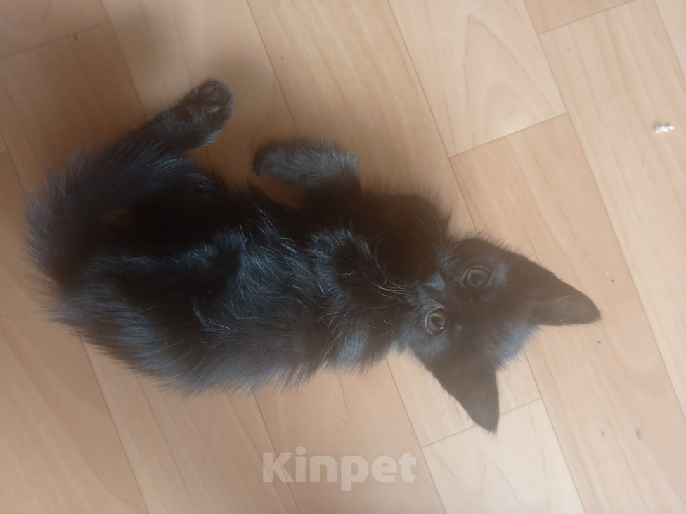 Кошки в Томске: Отдам котят Разнополые, Бесплатно - фото 2