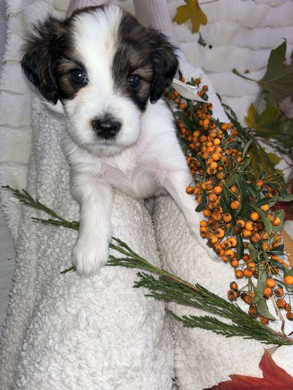 Собаки в Краснодаре:  Щенок эстонской гончей  Девочка, 3 000 руб. - фото 10