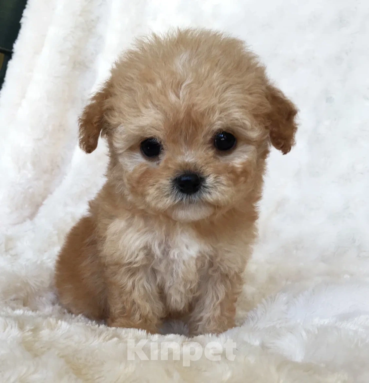 Собаки в Челябинске: Мальтипу Мальчик, 35 000 руб. - фото 1