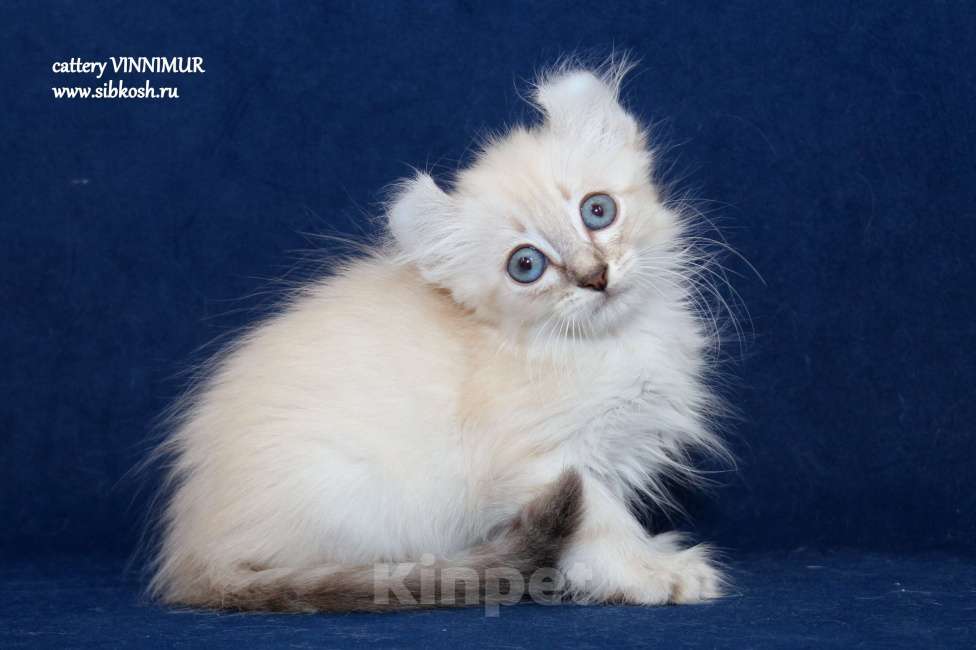 Кошки в Санкт-Петербурге: Котята американский керл Девочка, Бесплатно - фото 2