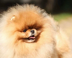 Собаки в Ивантеевке: Очаровательный щенок шпица  Мальчик, 100 000 руб. - фото 8