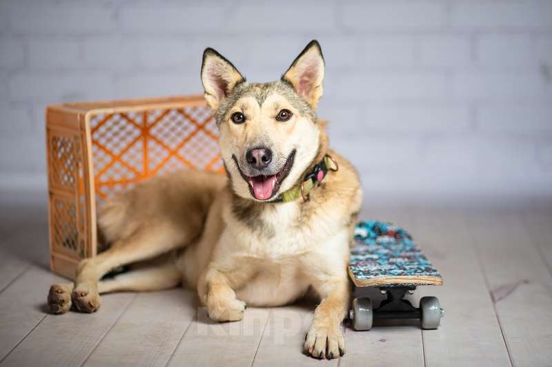 Собаки в Москве: Рыжий ласковая небольшая собачка Челси в добрые руки Девочка, 1 руб. - фото 5