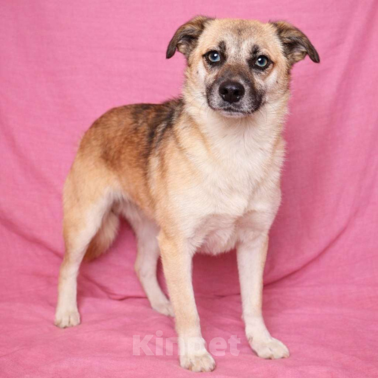 Собаки в Москве: Девочка Габби миниатюрная собачка в поисках семьи Девочка, Бесплатно - фото 9