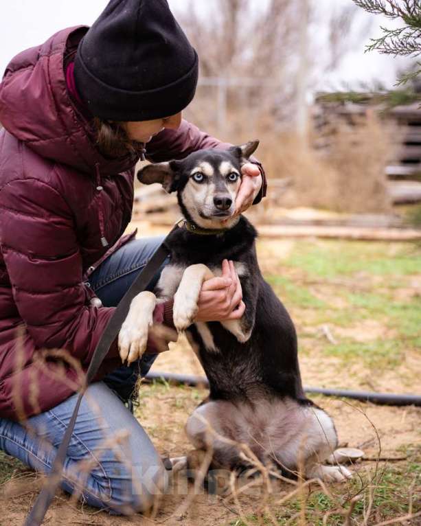 Собаки в Москве: Аляска, 1.5 года Девочка, Бесплатно - фото 6