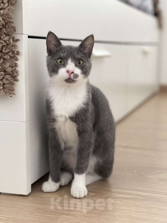 Кошки в Кудрово: Принцесса Марселла в поисках своего "королевства" :) Девочка, Бесплатно - фото 1