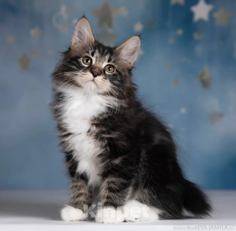 Кошки в других городах Московской области: Котик Ксандр Мальчик, 55 000 руб. - фото 4