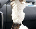 Собаки в Тюмени: Чихуахуа вязка, 1 000 руб. - фото 6