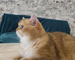 Кошки в Новокубанске: Золотой котик !, 10 000 руб. - фото 2