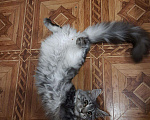 Кошки в Улане-Удэ: Вязка. Ищем жениха мен, 500 руб. - фото 2