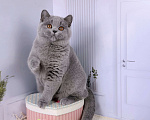 Кошки в Санкт-Петербурге: Британская кошечка классического голубого окраса Девочка, 5 000 руб. - фото 3