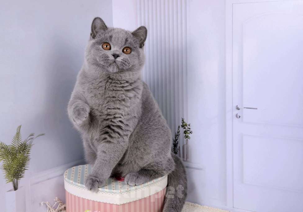Кошки в Санкт-Петербурге: Британская кошечка классического голубого окраса Девочка, 5 000 руб. - фото 3