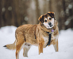 Собаки в Москве: Чудесная Клава ищет дом Девочка, Бесплатно - фото 3