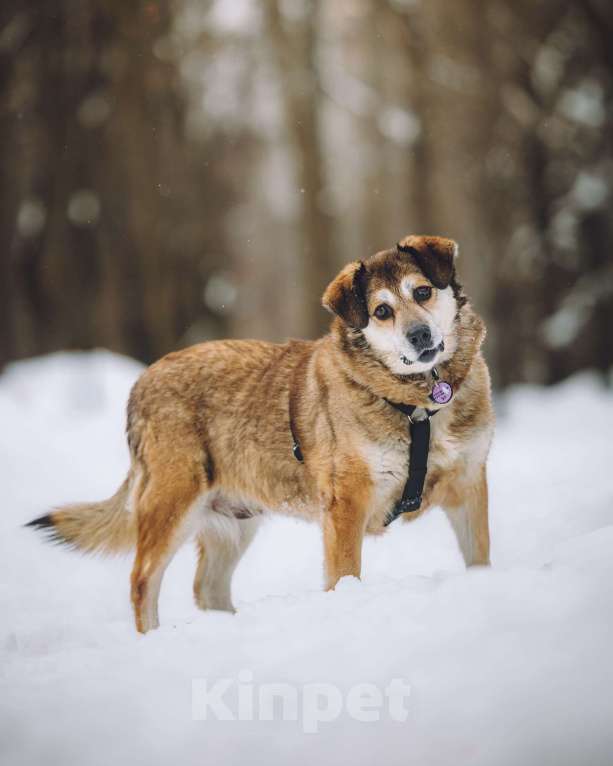 Собаки в Москве: Чудесная Клава ищет дом Девочка, Бесплатно - фото 3