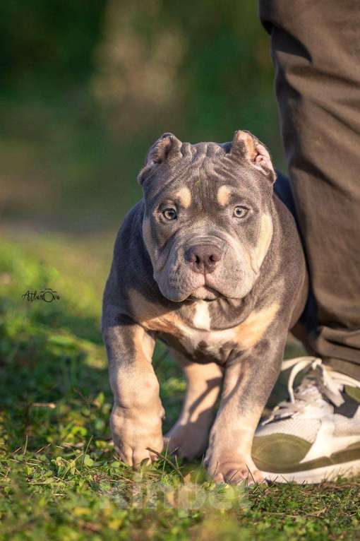 Собаки в других городах Московской области: Щенки американский булли  Мальчик, Бесплатно - фото 6