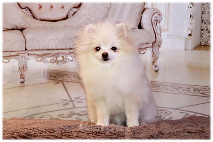 Собаки в Москве: девочка померанского шпица Девочка, 90 000 руб. - фото 1