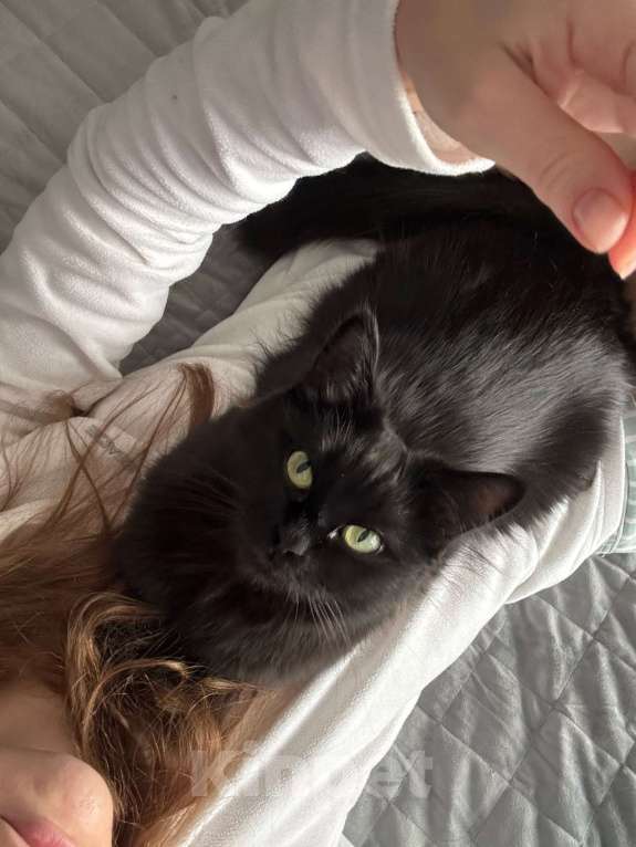 Кошки в Москве: манчкин девочка Девочка, 10 000 руб. - фото 3