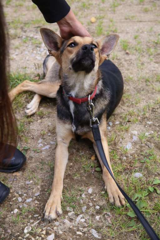 Собаки в Москве: Тиша Девочка, Бесплатно - фото 16