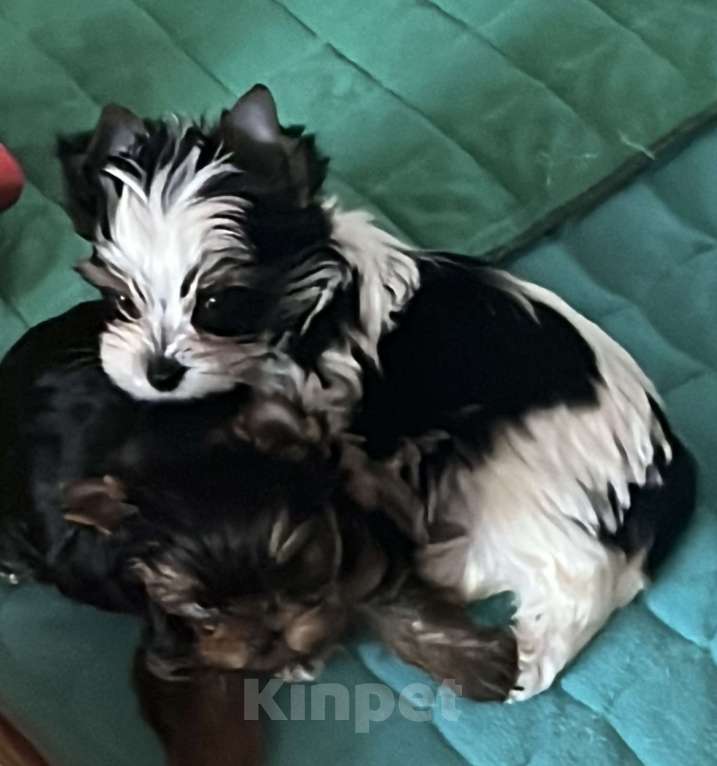 Собаки в Москве: Очаровательный малыш Мальчик, 60 000 руб. - фото 2