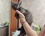 Кошки в Москве: Отдам котенка -Ева Девочка, Бесплатно - фото 4
