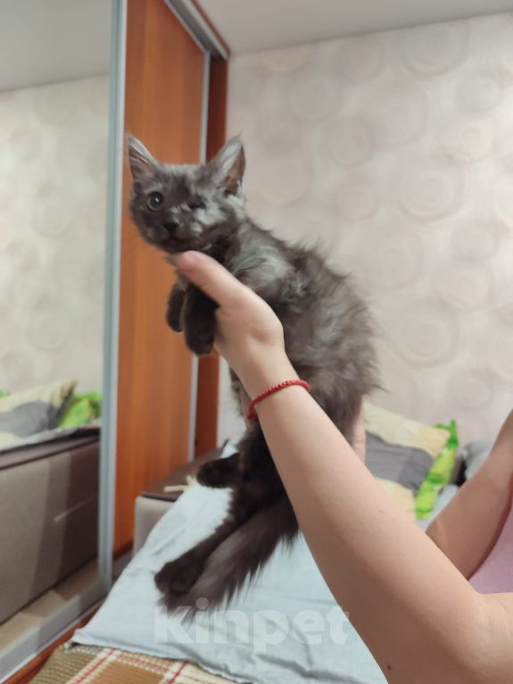 Кошки в Москве: Отдам котенка -Ева Девочка, Бесплатно - фото 4