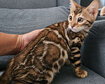 Кошки в Москве: Бенгальский котенок Девочка, Бесплатно - фото 2