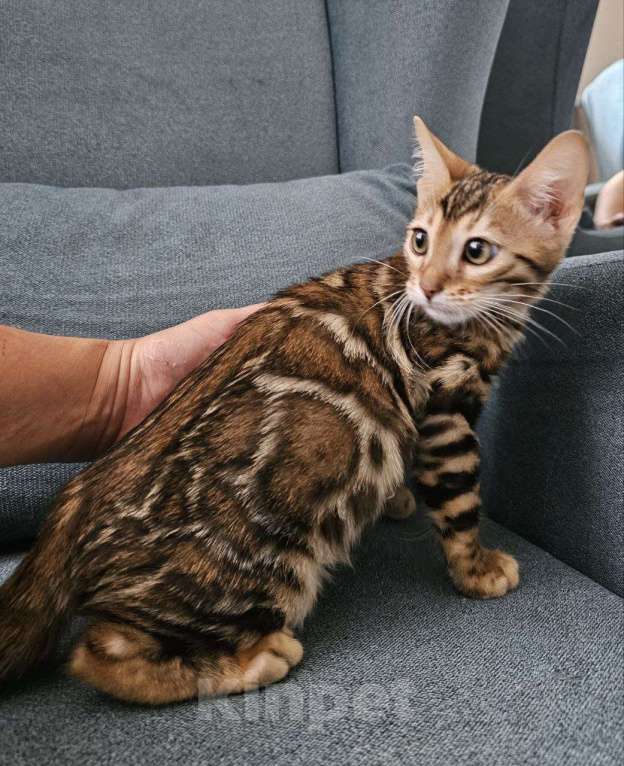 Кошки в Москве: Бенгальский котенок Девочка, Бесплатно - фото 2
