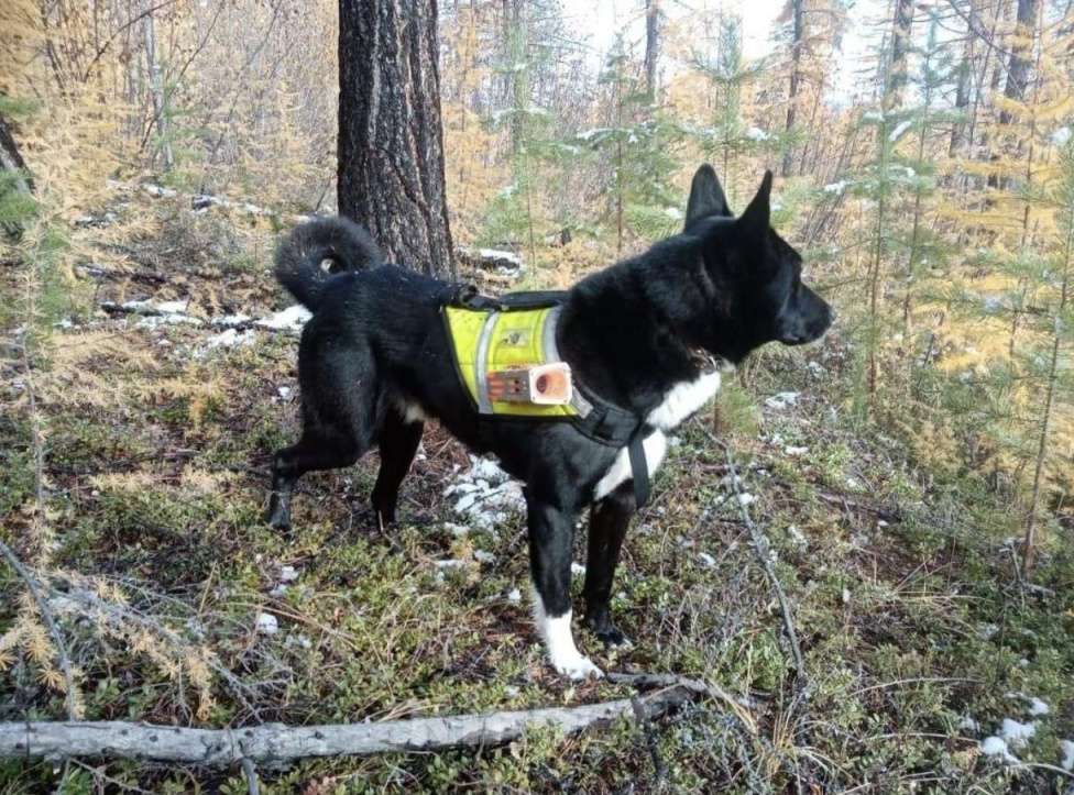Собаки в других городах Московской области: Щенки охотничьей лайки Разнополые, 1 руб. - фото 10