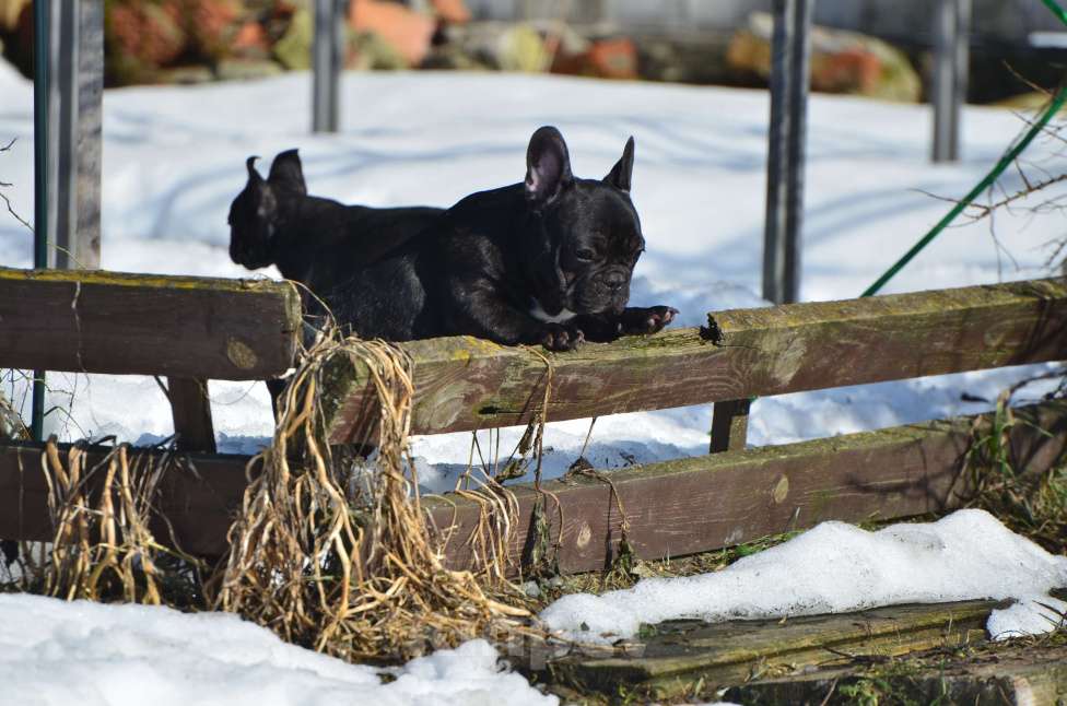 Собаки в Старом Купавне: Французский друг Мальчик, 50 000 руб. - фото 5