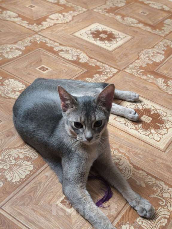 Кошки в Краснодаре: Продается абиссинский котик . голубой окрас Мальчик, 35 000 руб. - фото 6