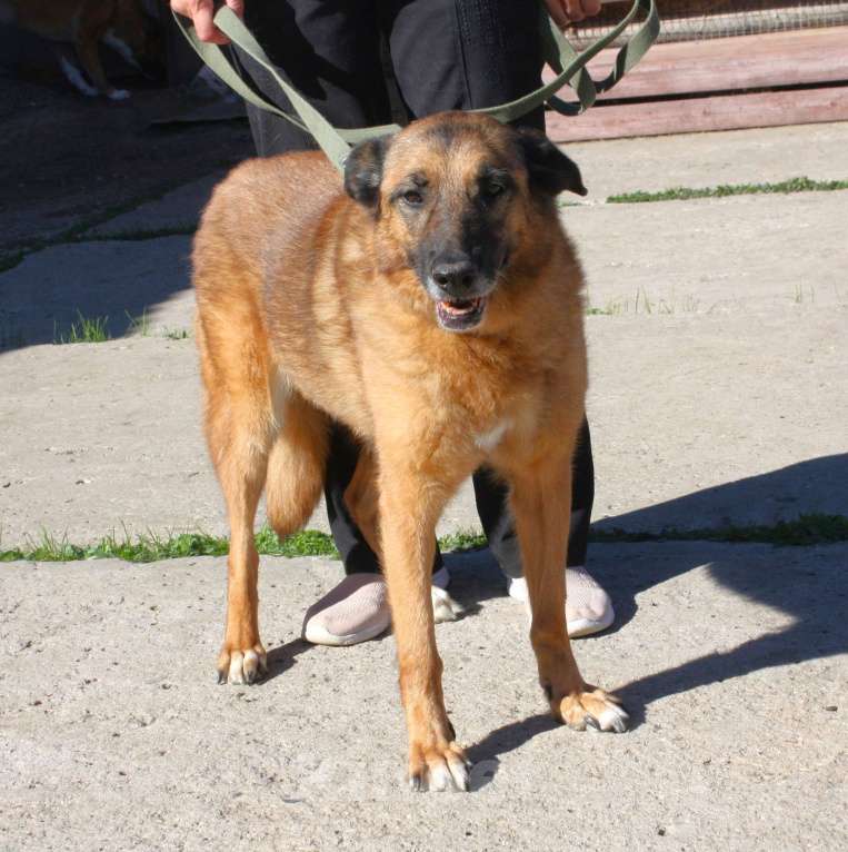 Собаки в Москве: Джульетте очень нужен дом и семья  Девочка, Бесплатно - фото 4