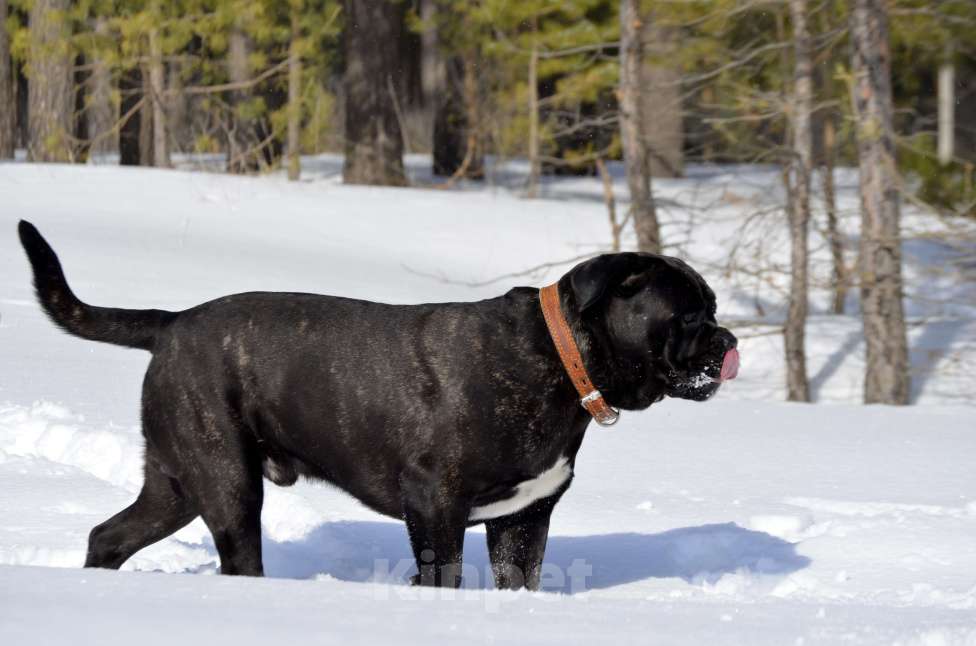 Собаки в Тольятти: Кане корсо Мальчик, Бесплатно - фото 6