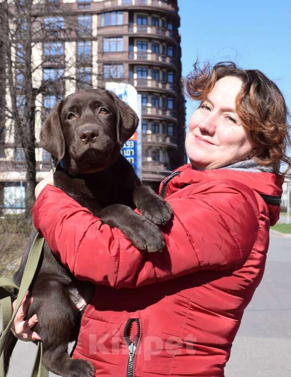 Собаки в Санкт-Петербурге: Великолепный шоколадный щенок лабрадора Мальчик, 90 000 руб. - фото 1
