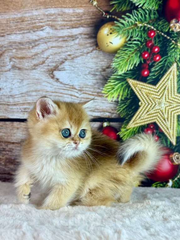 Кошки в Саранске: Прямоухий шотландский мальчик золотая шиншилла Мальчик, 55 000 руб. - фото 6