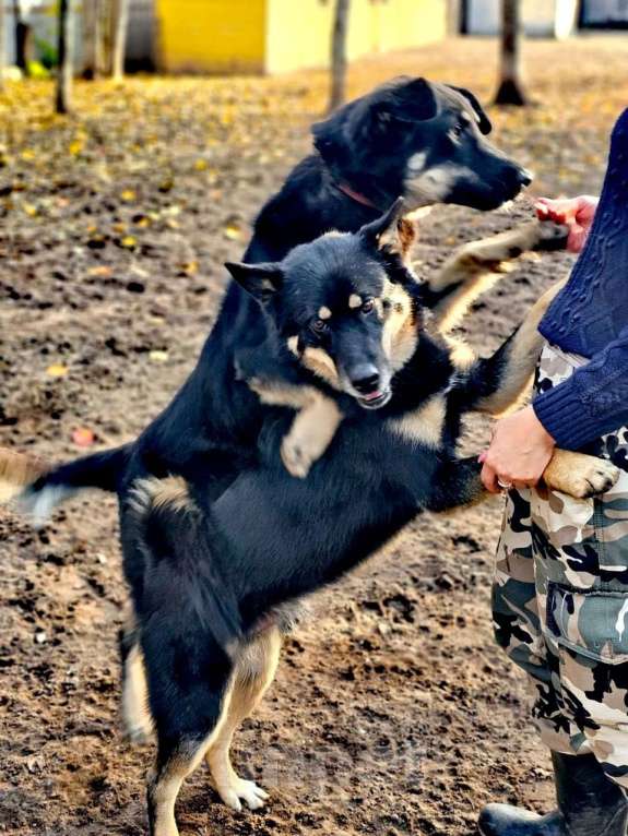Собаки в Электрогорске: Джейсон ищет дом Мальчик, Бесплатно - фото 3