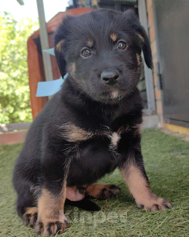Собаки в других городах Ростовской области: Щенок милашка Мальчик, Бесплатно - фото 2