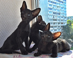 Кошки в Москве: ориентальные котята -самые лучшие ребята Разнополые, 35 000 руб. - фото 2
