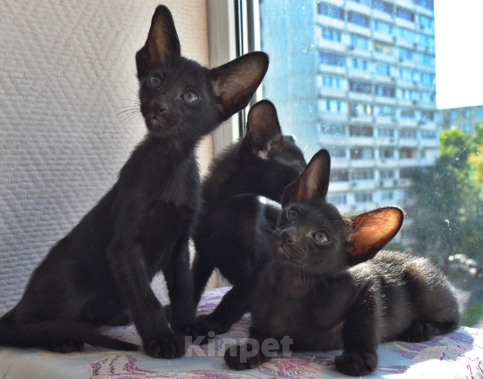 Кошки в Москве: ориентальные котята -самые лучшие ребята Разнополые, 35 000 руб. - фото 2