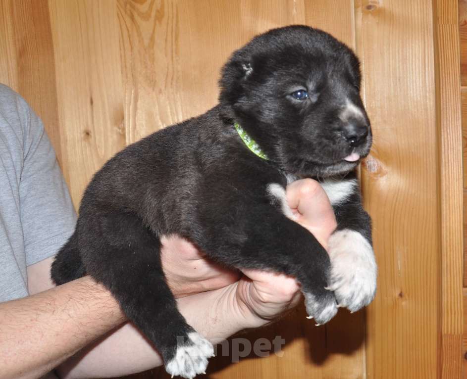 Собаки в Новосибирске: Щенок алабая (среднеазиатской овчарки) Мальчик, 50 000 руб. - фото 3