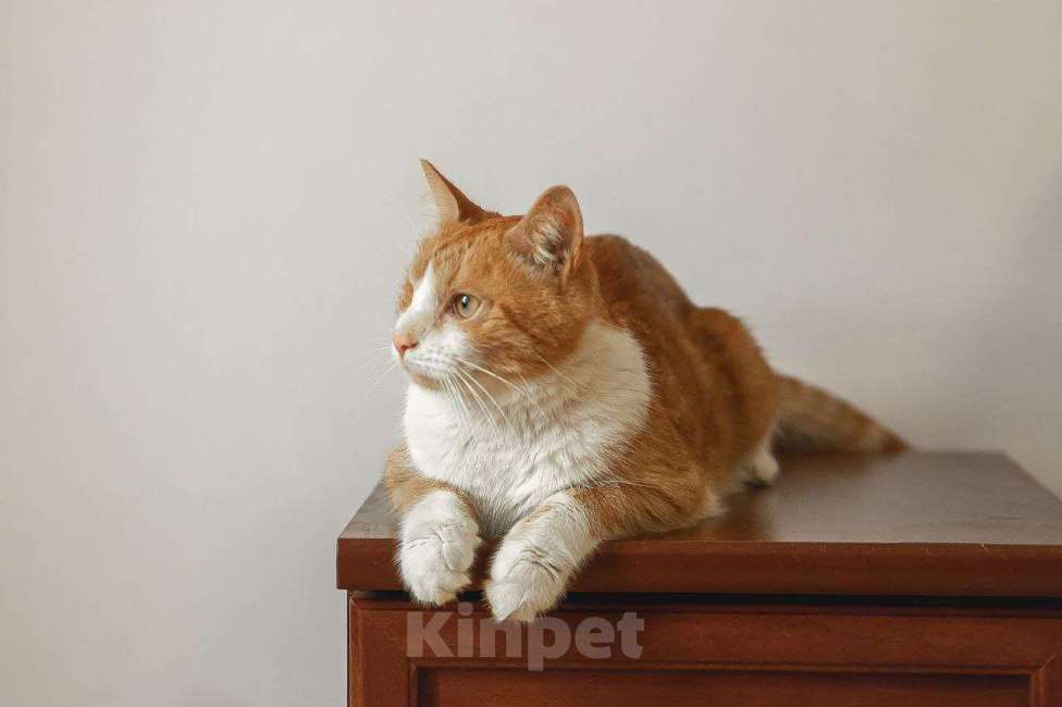 Кошки в Краснознаменске: Тёма ждёт именно Вас💫 Мальчик, 100 руб. - фото 5