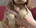 Собаки в Зеленограде: Английский кокер спаниель щенки Мальчик, 30 000 руб. - фото 4