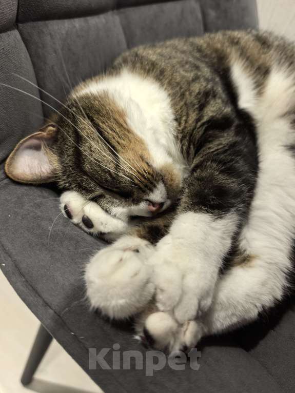 Кошки в Петрозаводске: Протестующего кота в любящую семью Мальчик, Бесплатно - фото 7