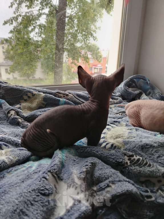 Кошки в Озерах: Продажа котят породы двельф Мальчик, 30 000 руб. - фото 4