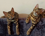 Кошки в Анапе: Бенгальский котенок  Мальчик, 18 000 руб. - фото 7