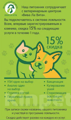 Собаки в Санкт-Петербурге: Мини Василиса чихуахуа шоколадного окраса Девочка, 120 000 руб. - фото 10