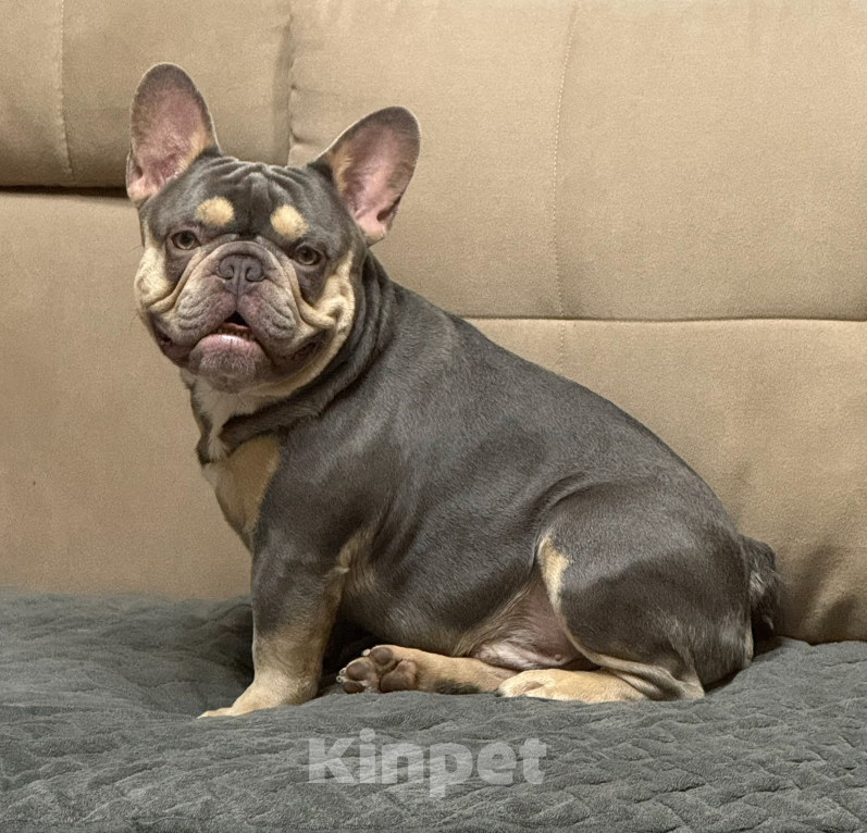 Собаки в Долгопрудном: Лилак Тан Король – Истинное Сокровище! Мальчик, Бесплатно - фото 1