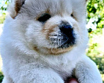 Собаки в Ейске: щенки Чау-чау Мальчик, Бесплатно - фото 1