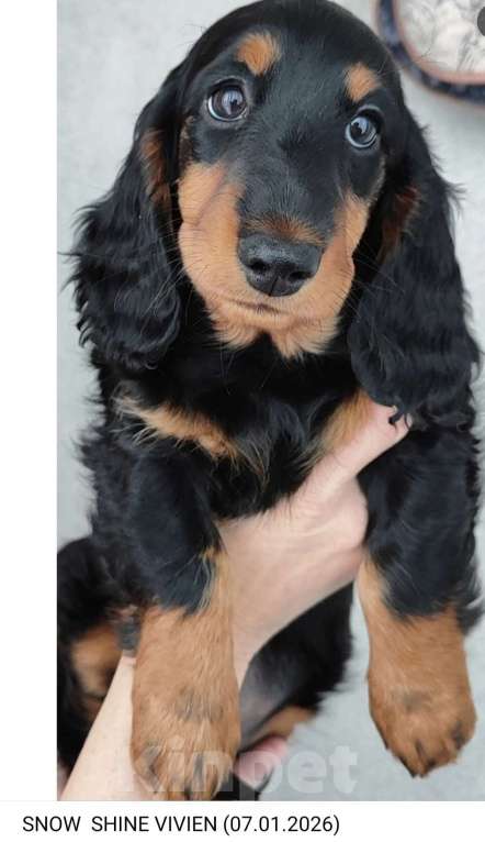 Собаки в Рязани: Такса, щенок Девочка, 50 000 руб. - фото 3